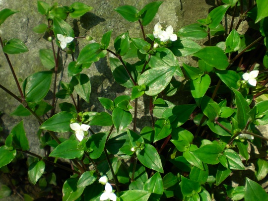 野草 トキワツユクサ 育てようかな 植物