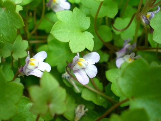 帰化植物でした 育てようかな 植物