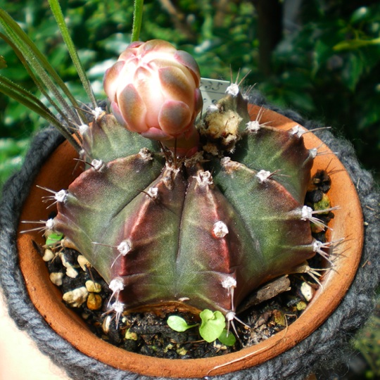 なぜ曲がる 牡丹玉 育てようかな 植物