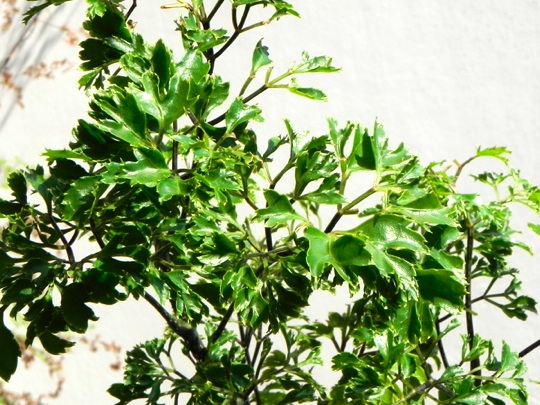 ポリシャス タイワンモミジ 11年10月 育てようかな 植物