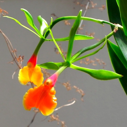 シュードエピデンドラム 蘭 の開花 12年3月 育てようかな 植物
