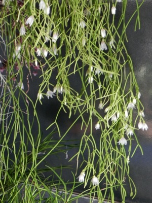 リプサリスの開花 13年1月 育てようかな 植物