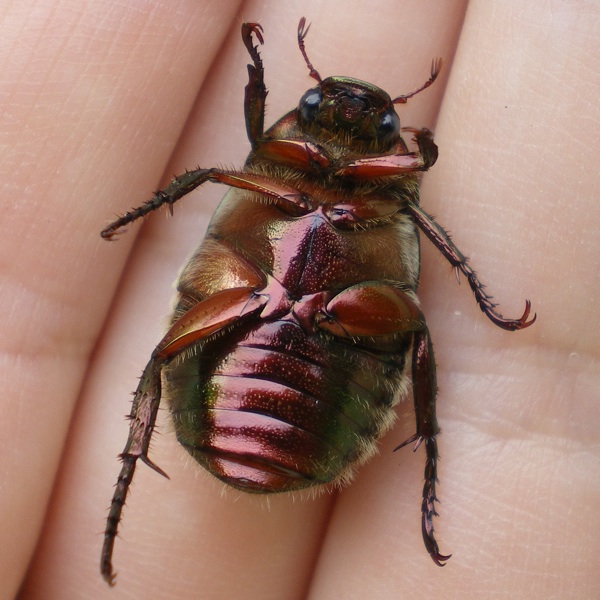 ご満腹のコガネムシ 育てようかな 植物