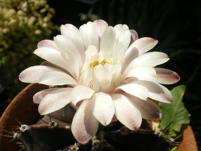 サボテン 牡丹玉の花 育てようかな 植物