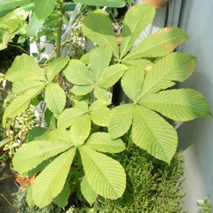 トチ トチノキ の芽 育てようかな 植物