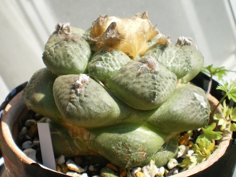 むっちりな連山 台木もの 育てようかな 植物