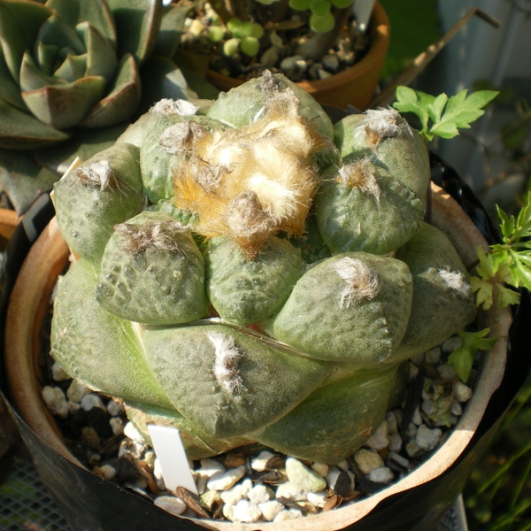 むっちりな連山 台木もの 育てようかな 植物