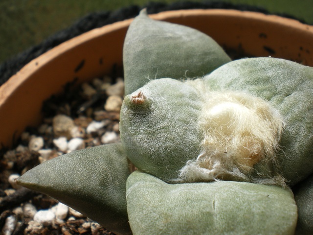 植え替え 青磁花牡丹 育てようかな 植物