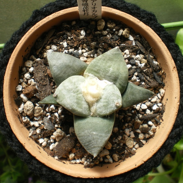 植え替え 青磁花牡丹 育てようかな 植物