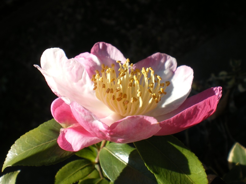 挿し木のサザンカ 初開花 育てようかな 植物