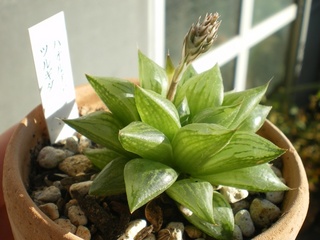 多肉植物 ハオルチア 育てようかな 植物