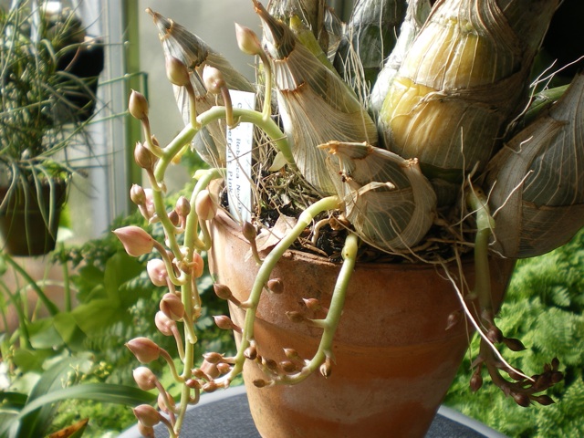 クロウェシア の花芽 その２ 育てようかな 植物