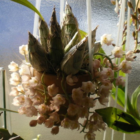 クロウェシア・花の比較 （蘭）: 育てようかな。～植物～