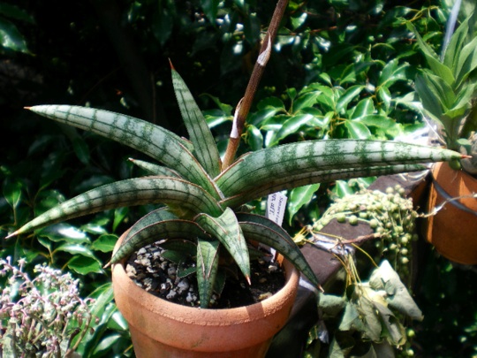 観葉植物 サンセベリア 育てようかな 植物