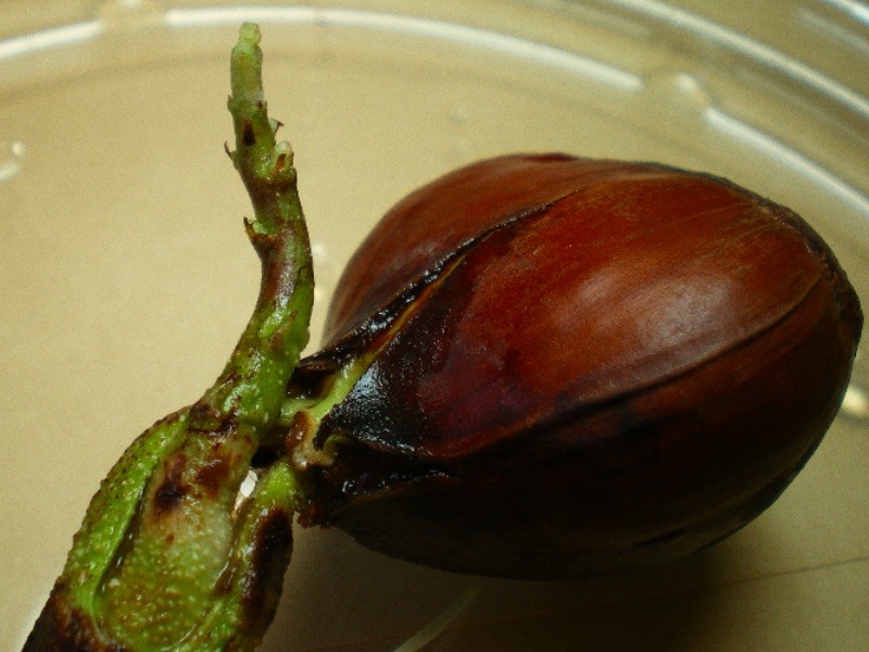 栗の実 野生と栽培種 育てようかな 植物