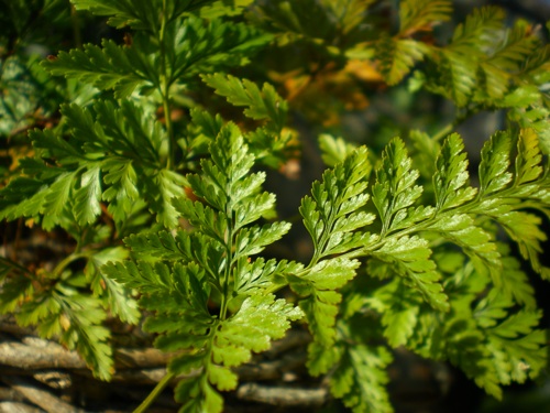 観葉植物 シダ 育てようかな 植物