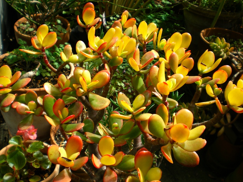 紅葉残る桜花月 育てようかな 植物