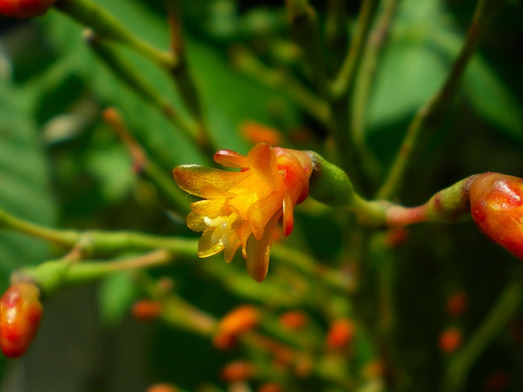 リプサリス の開花 育てようかな 植物