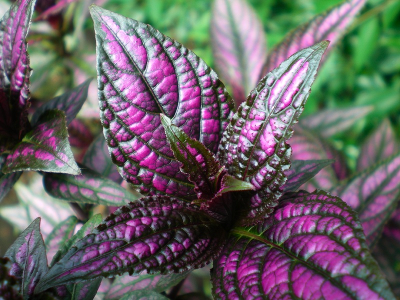 紫色の葉 ストロビランサス 10年 育てようかな 植物
