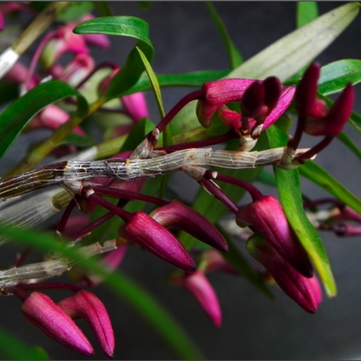 セッコクの蕾と 12年 育てようかな 植物