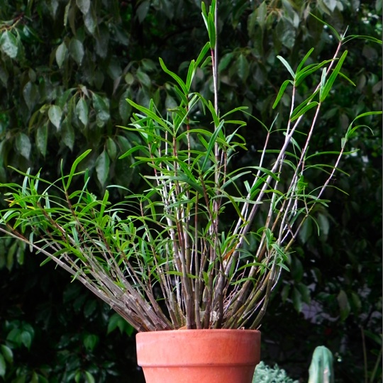 竹葉セッコク 12年5月 育てようかな 植物