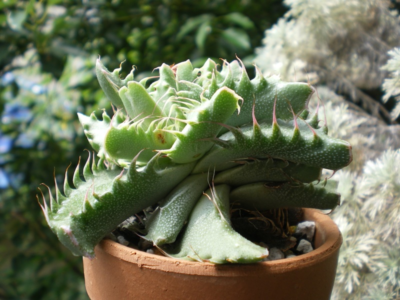 フォーカリア・品種不明その1: 育てようかな。～植物～